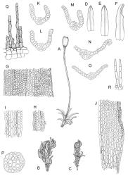 Tridontium. A–R: T. milleneri. A, habit, female plant with sporophyte, moist. B–C, habit, dry. D–E, leaves, adaxial view. F, leaf, abaxial view. G, cells of mid leaf, adaxial view. H, costa with adjacent laminal cells, mid leaf, adaxial view. I, costa with adjacent laminal cells, near leaf base, adaxial view. J, basal laminal cells, from costa (left) to margin (right). K–O, leaf cross-sections. P, stem cross-section. Q, peristome teeth (damaged). R, axillary hairs. Drawn from E.K. Cameron 16310, AK 355260.
 Image: R.D. Seppelt © R.D.Seppelt All rights reserved
